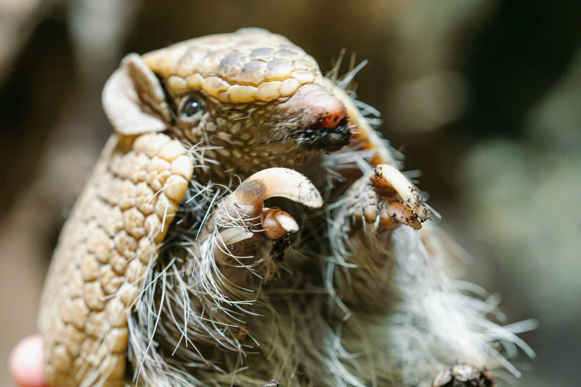 Bei Gefahr können sich Gürteltiere ganz klein zusammenrollen. Trotz dieser Feindabwehr sind die Tiere stark gefährdet.