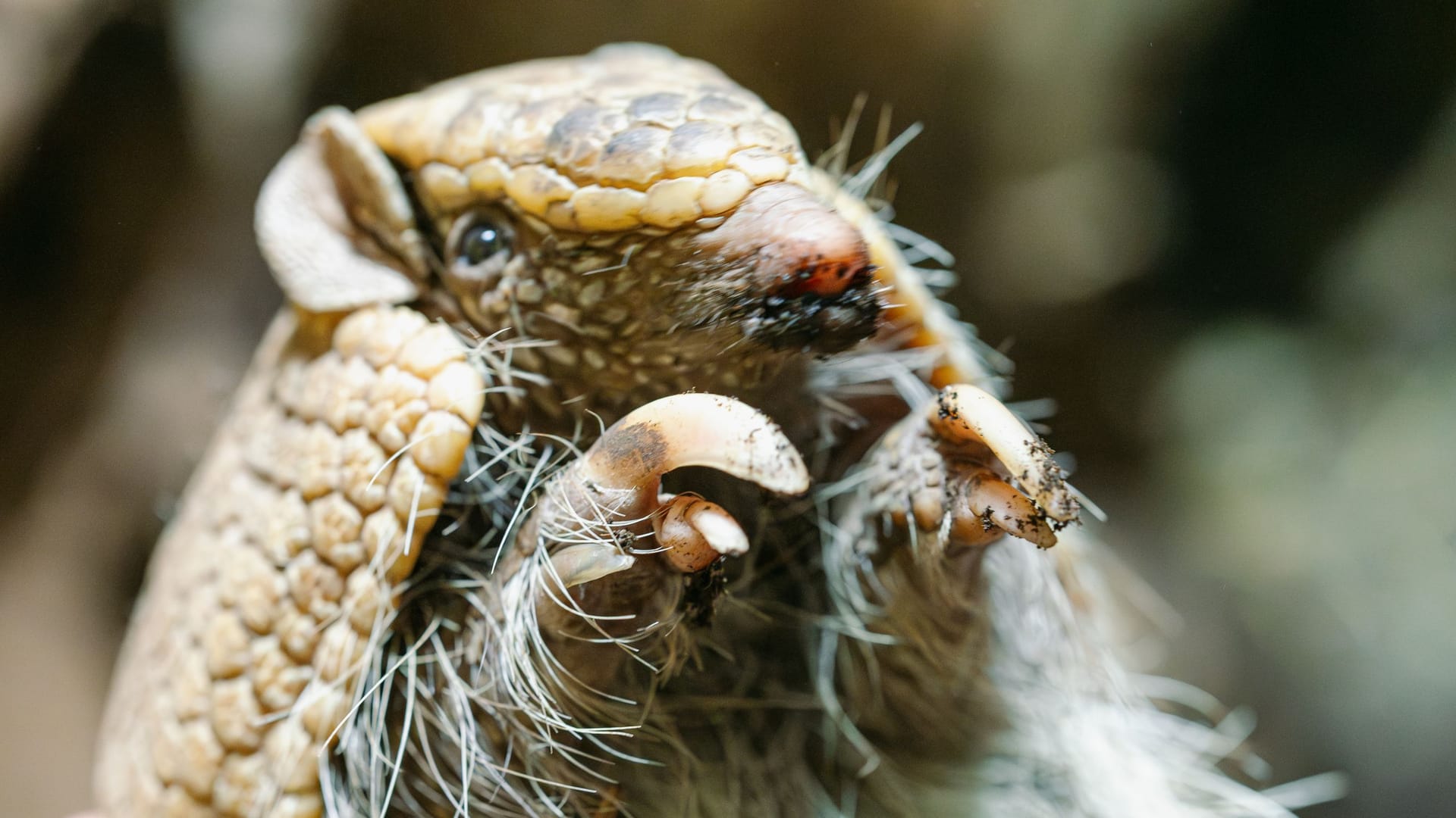 Bei Gefahr können sich Gürteltiere ganz klein zusammenrollen. Trotz dieser Feindabwehr sind die Tiere stark gefährdet.