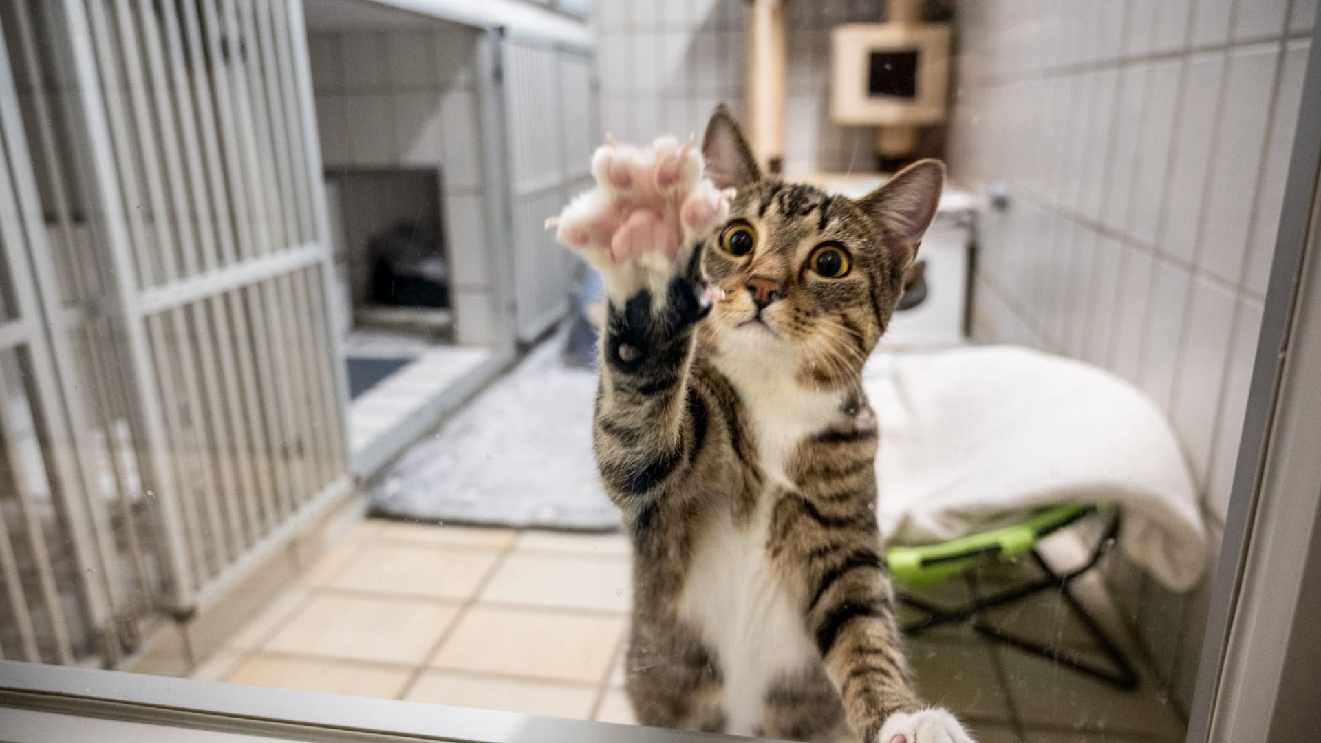 Eine Katze im Tierheim (Symbolbild): Hunderte Katzen warten noch darauf, adoptiert zu werden. Eine Katze im Tierheim (Symbolbild): Hunderte Katzen warten noch darauf, adoptiert zu werden.