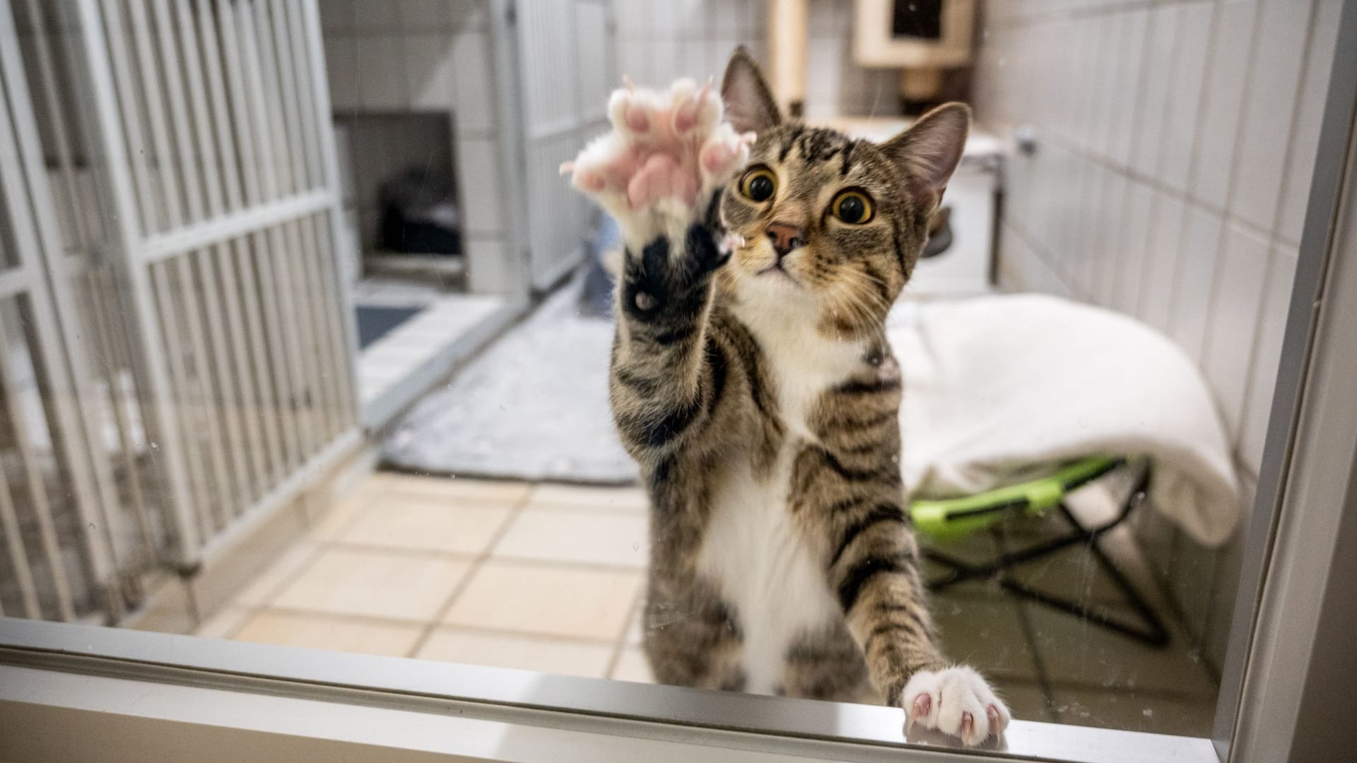 Eine Katze im Tierheim (Symbolbild): Hunderte Katzen warten noch darauf, adoptiert zu werden.