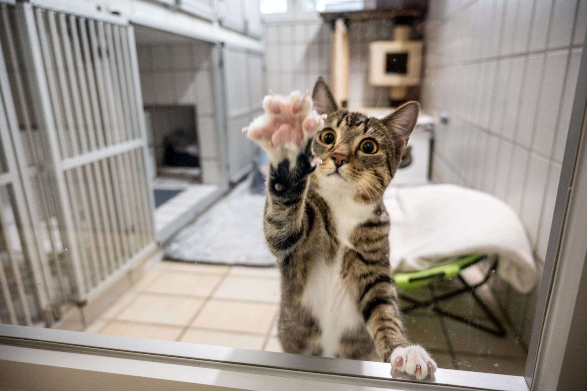 Eine Katze im Tierheim (Symbolbild): Hunderte Katzen warten noch darauf, adoptiert zu werden.