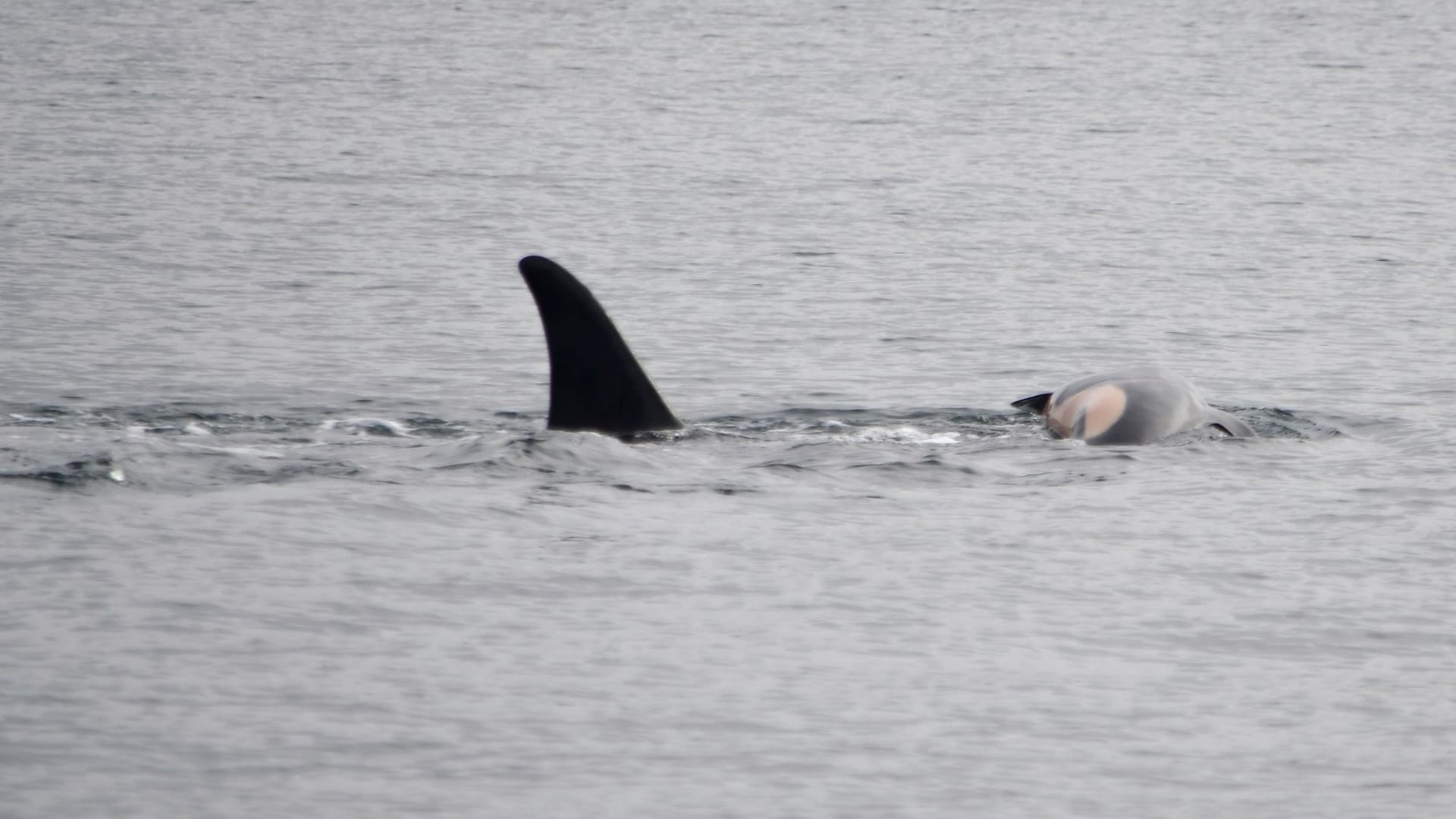 Orca-Weibchen trauert um totes Kalb