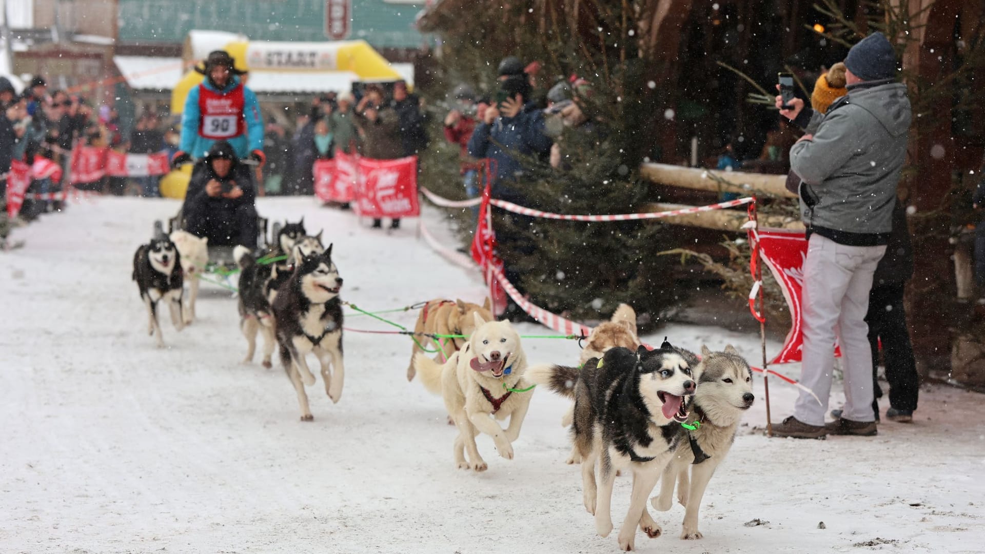 Ein Schlittenhundegespann startet im Harz: 86 Menschen haben daran teilgenommen.