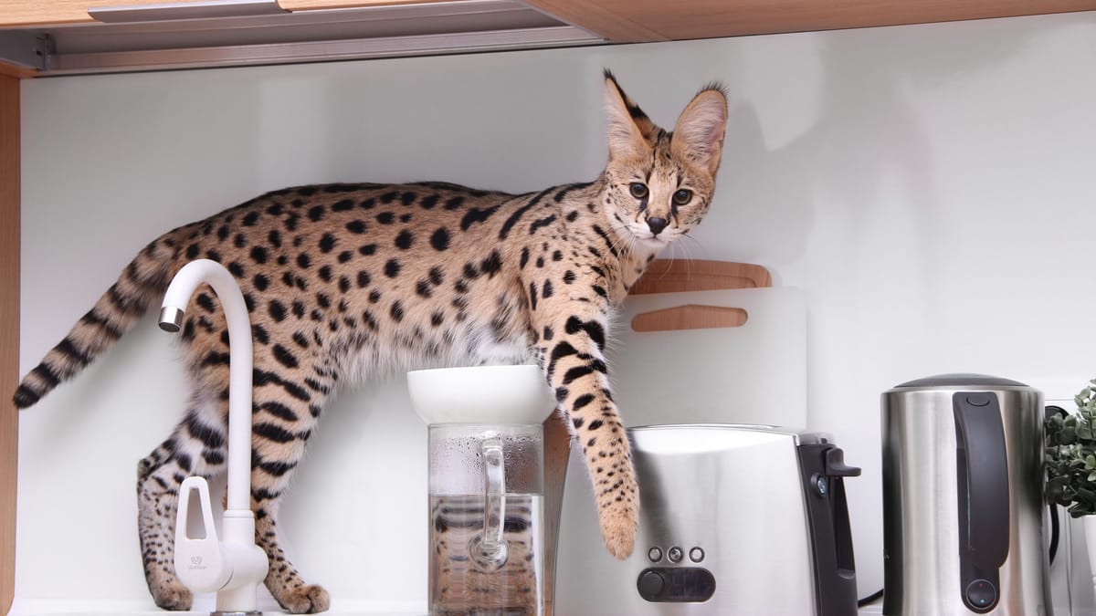 Die teuerste Katzenrasse der Welt Betrug mit AsheraKatzen
