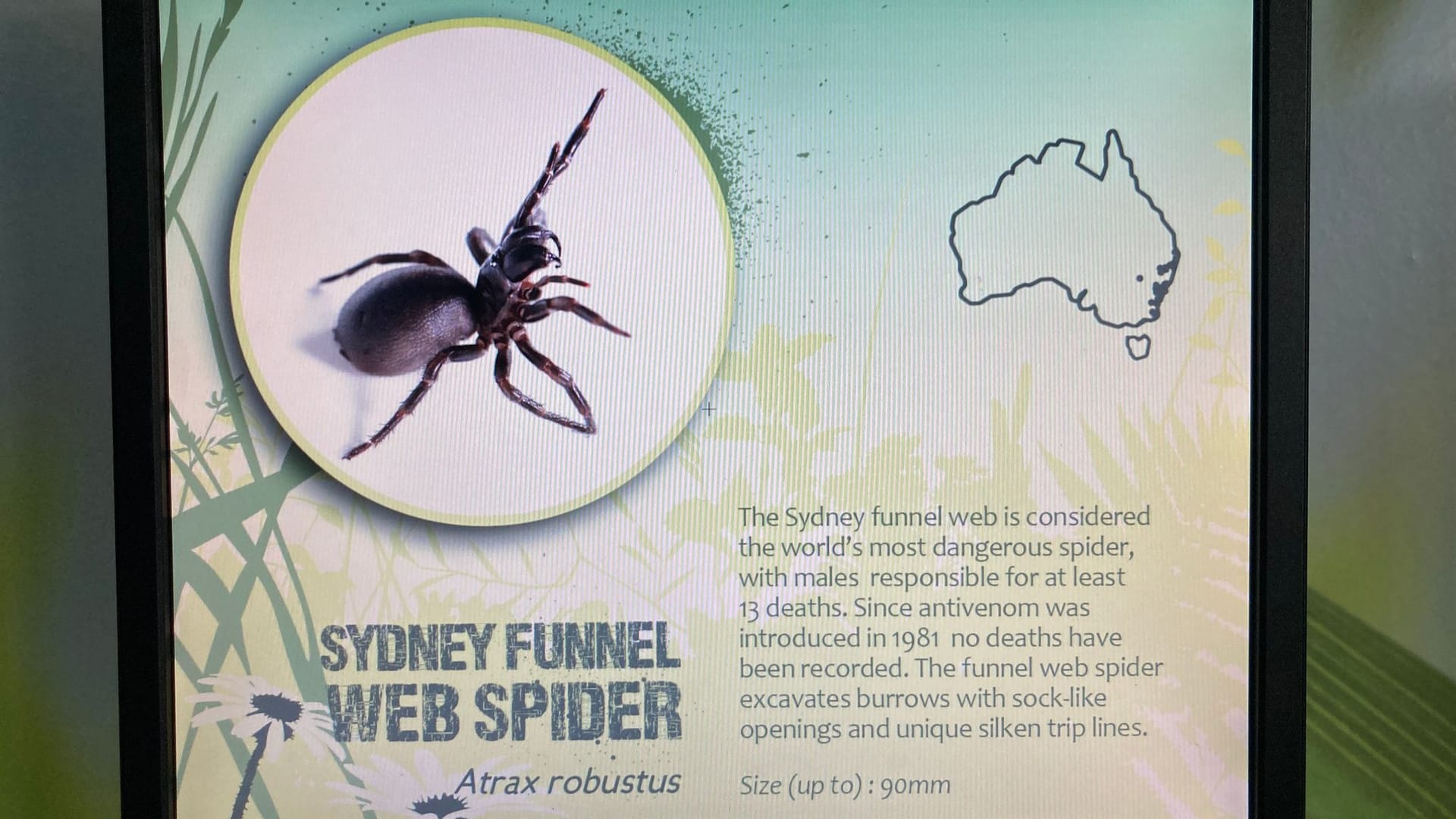 Sydney-Trichternetzspinne