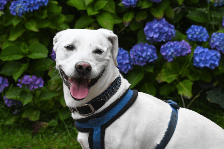 Mailo ist eine Mischung aus Dackel und Labrador.