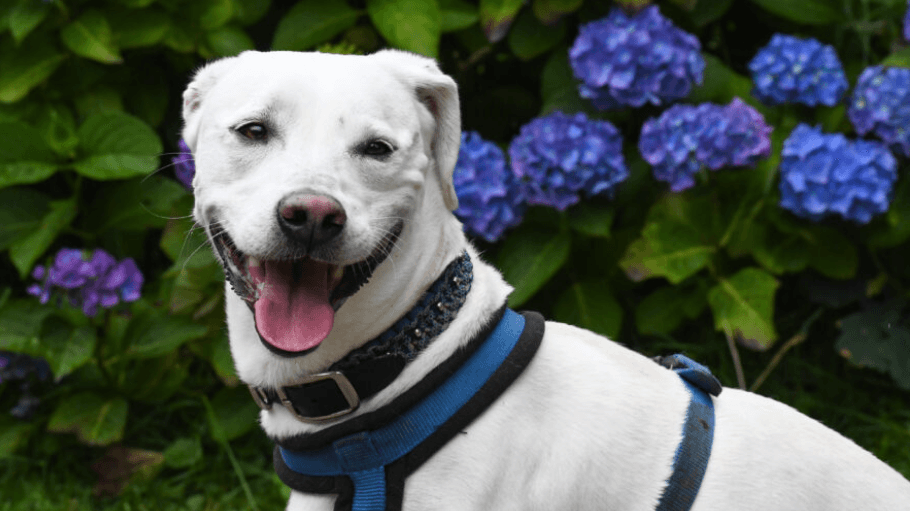 Mailo ist eine Mischung aus Dackel und Labrador.