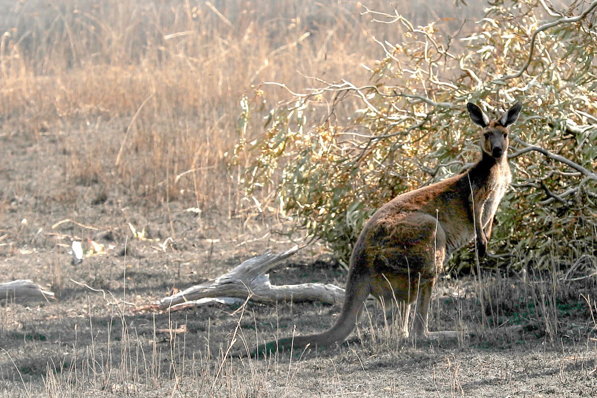 Mann in Australien von Känguru attackiert