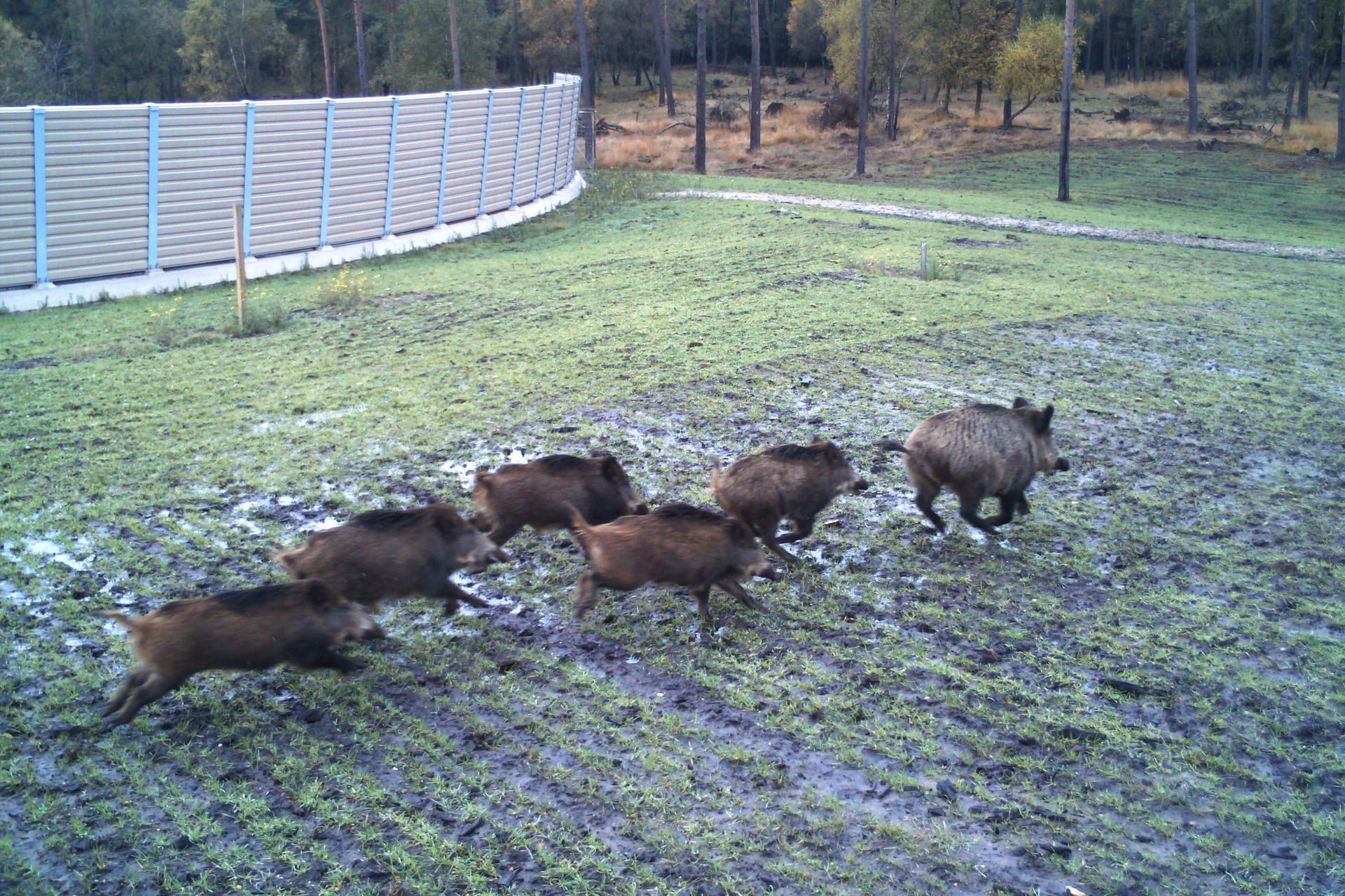 Wildschweinrotte (Symbolbild): Auf der A5 starben zwei Tiere.