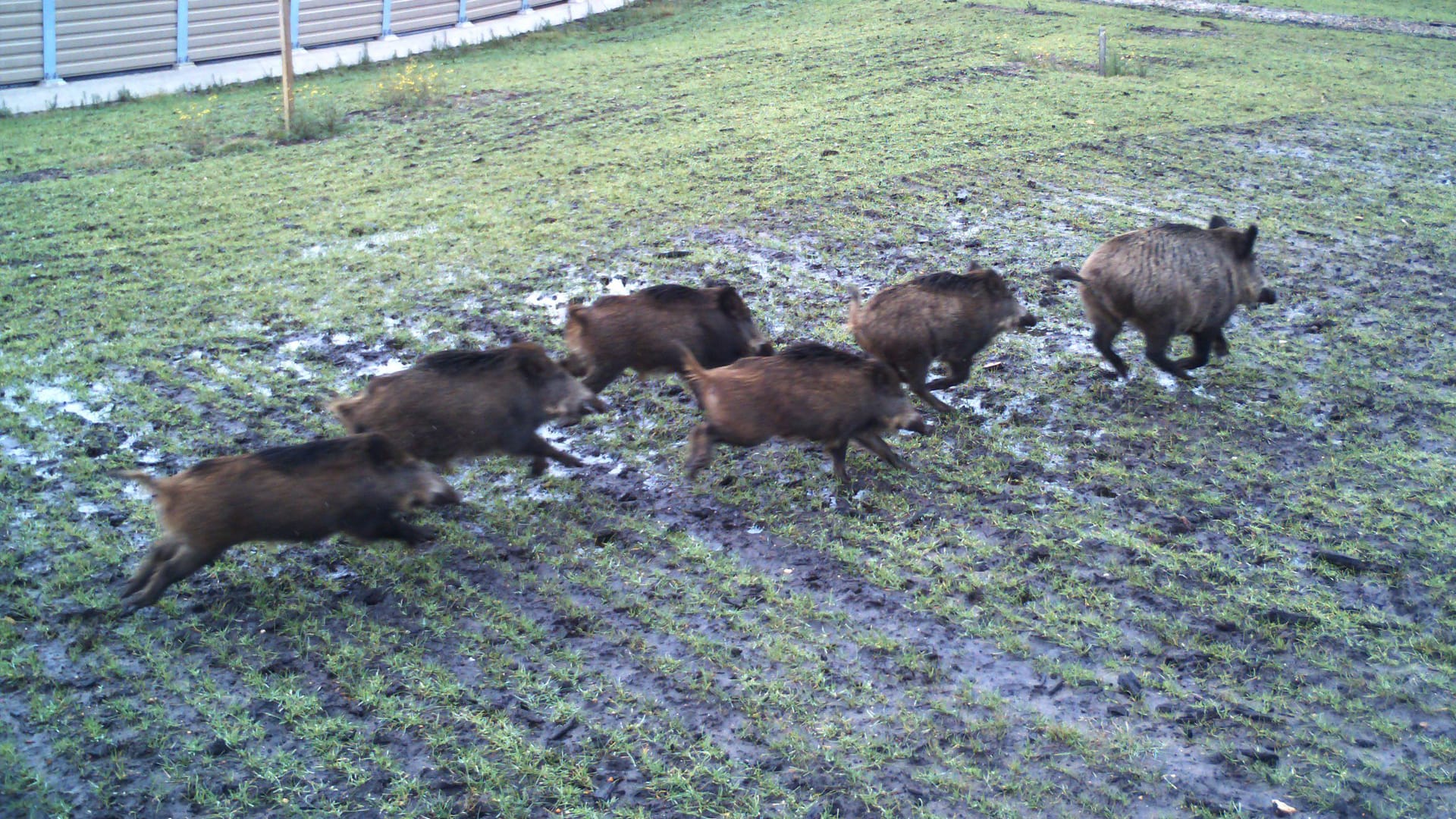 Wildschweinrotte (Symbolbild): Auf der A5 starben zwei Tiere.