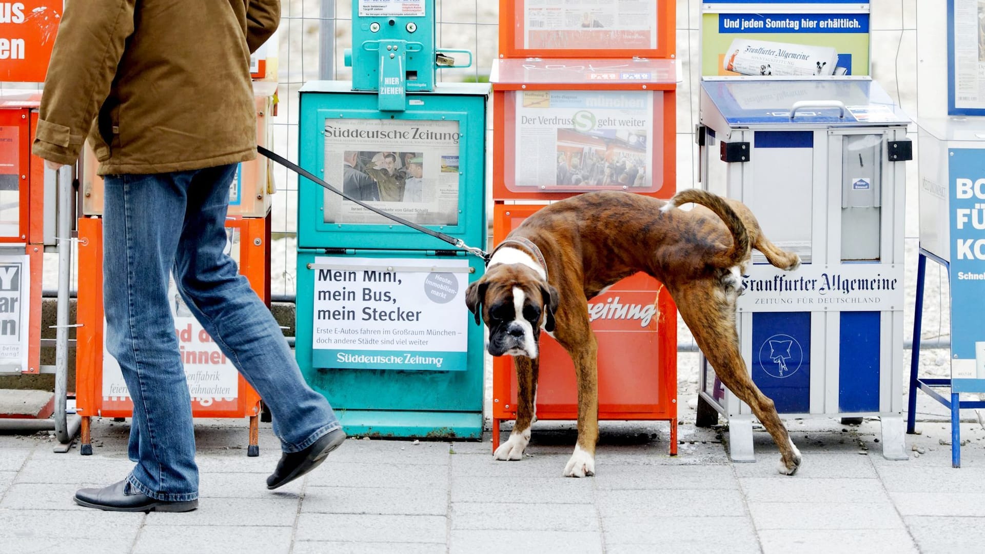 Ein Hund markiert sein revier an Zeitungskästen