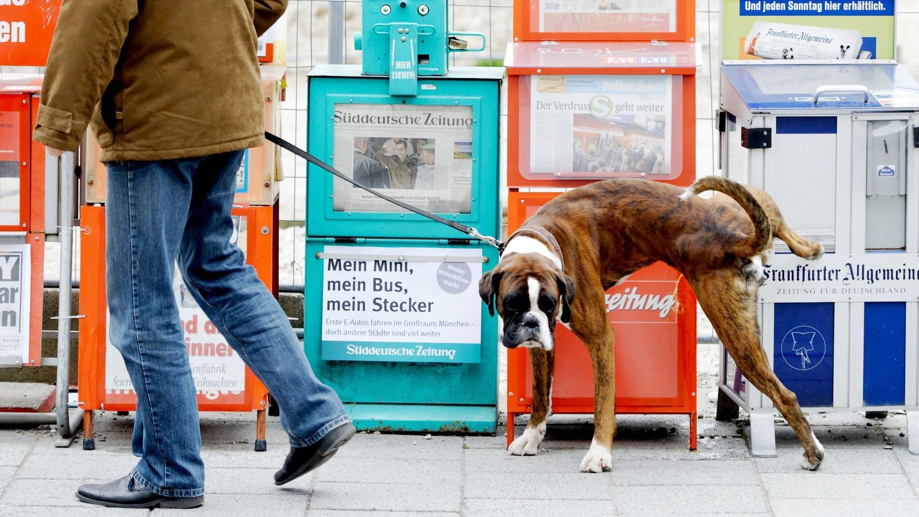 Ein Hund markiert sein revier an Zeitungskästen