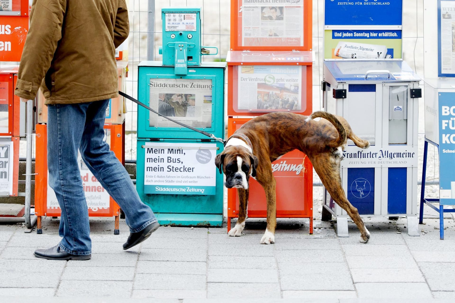 Ein Hund markiert sein revier an Zeitungskästen