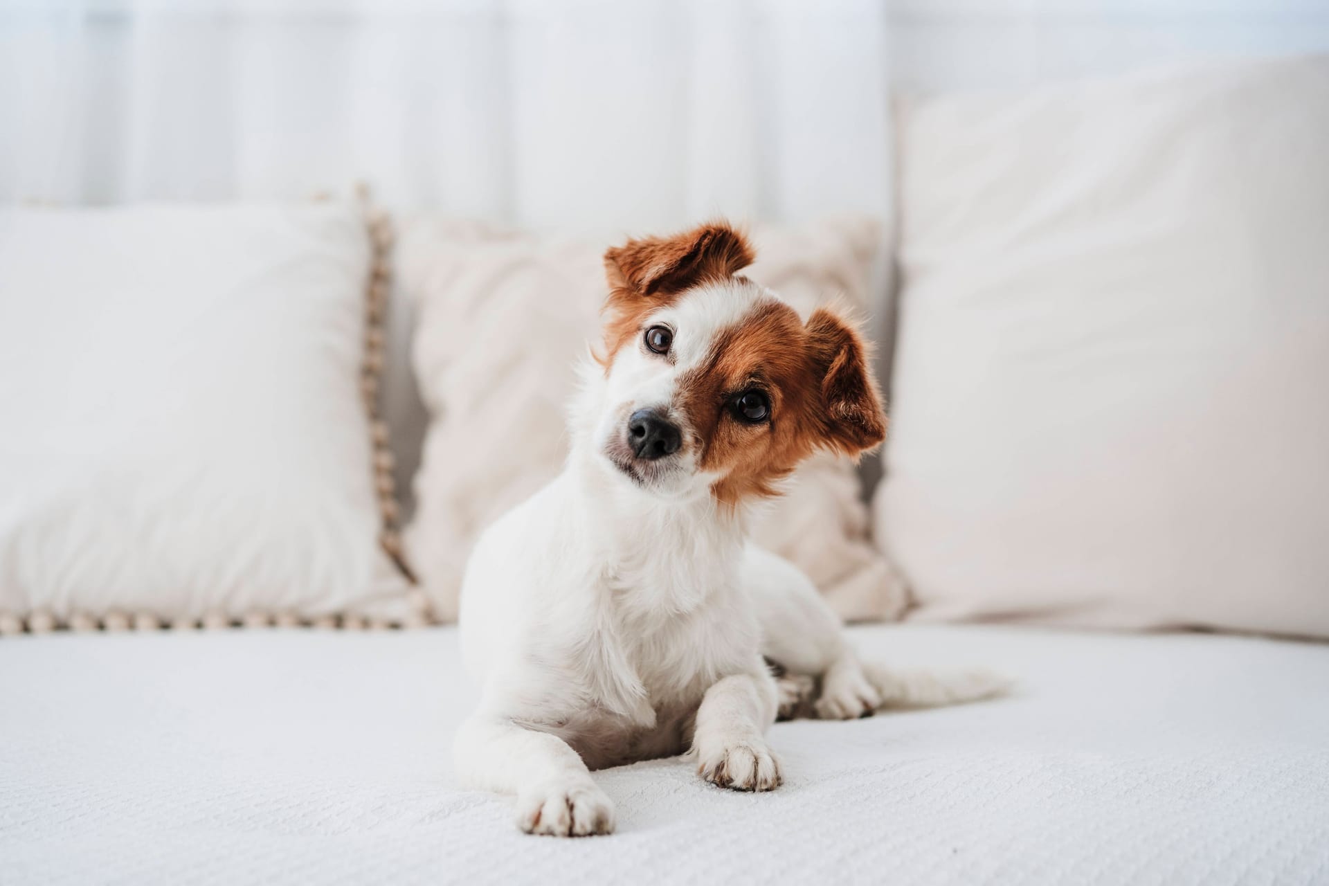 Hund: Die Eingewöhnung benötigt etwas Zeit.