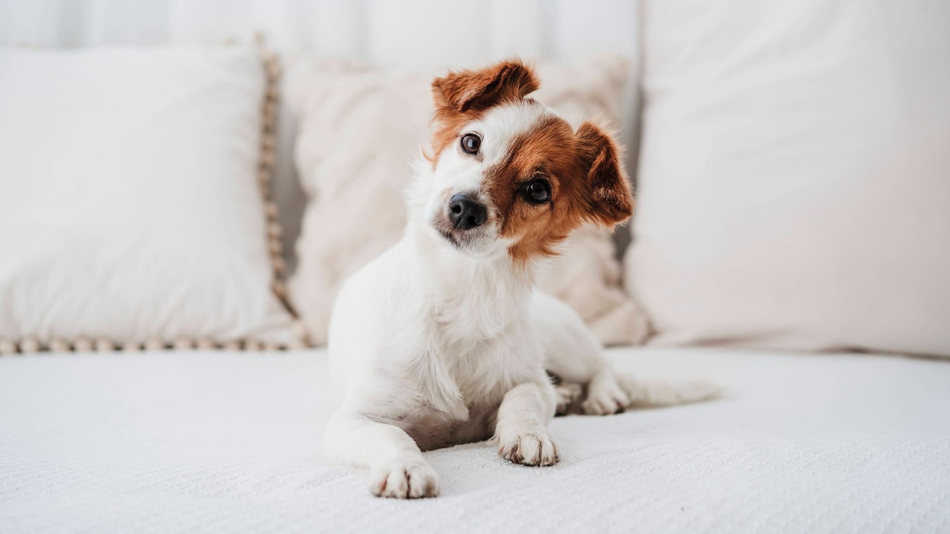 Hund: Die Eingewöhnung benötigt etwas Zeit.