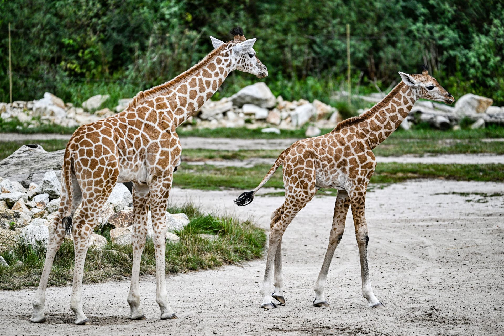 Giraffen im Tierpark Berlin (Archivbild): Vor allem Paarhufer sind durch die Maul- und Klauenseuche gefährdet.