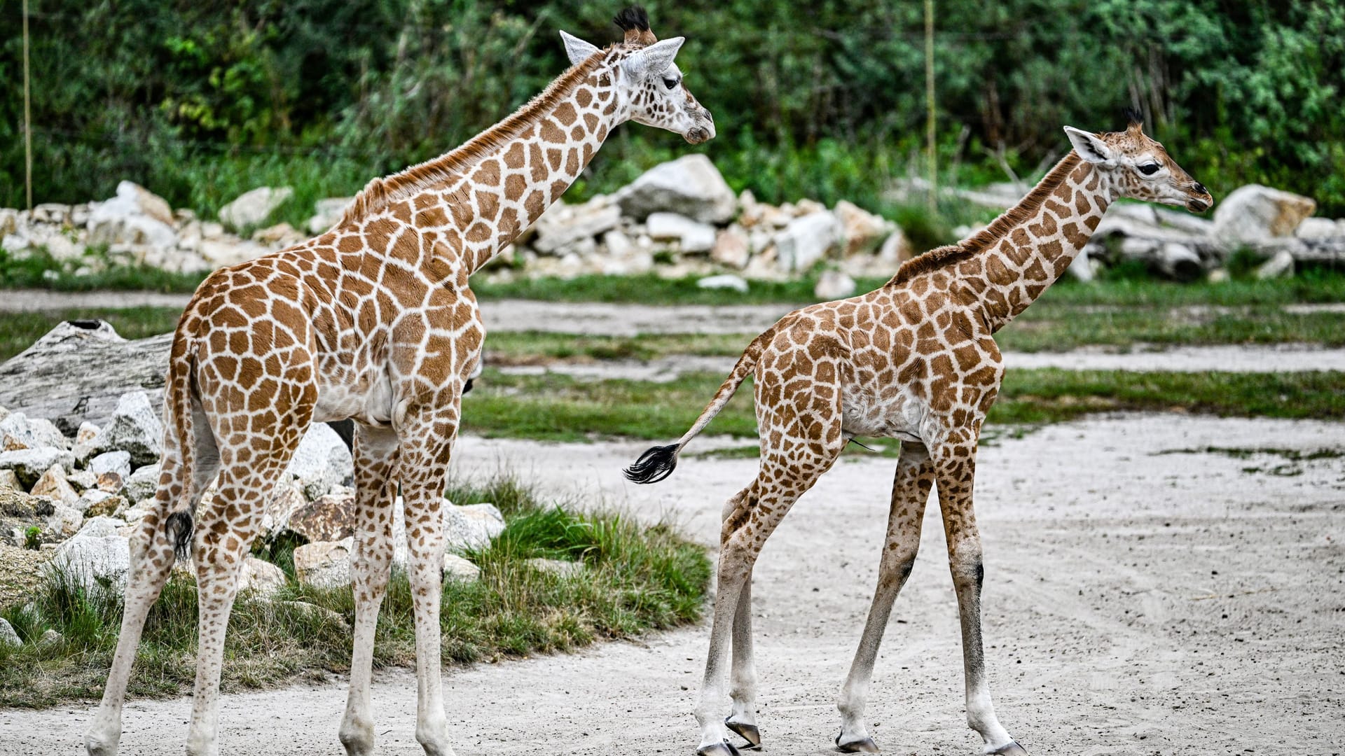 Giraffen im Tierpark Berlin (Archivbild): Vor allem Paarhufer sind durch die Maul- und Klauenseuche gefährdet.