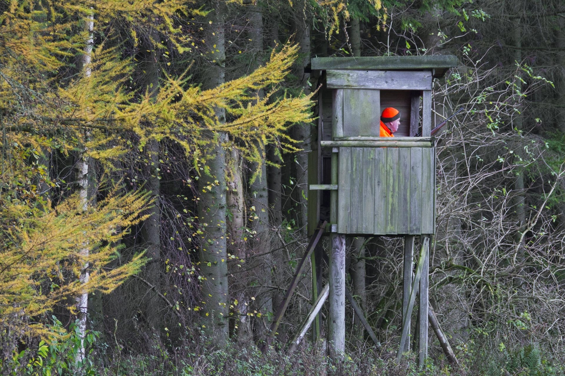 Jäger auf einem Hochsitz (Symbolbild): Die tödliche Kugel kam von einem anderen Hochsitz aus mehreren hundert Metern Entfernung.