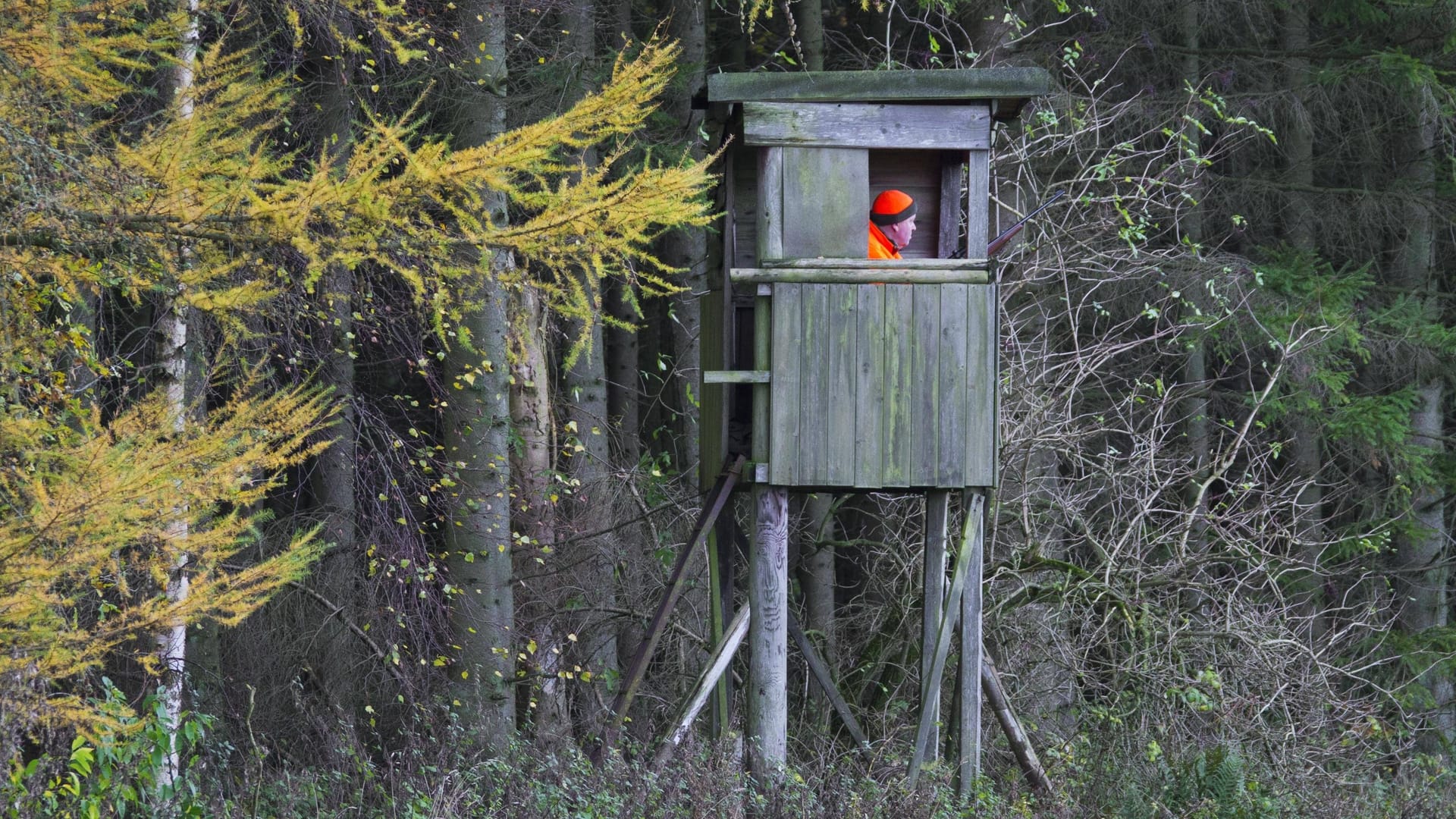 Jäger auf einem Hochsitz (Symbolbild): Die tödliche Kugel kam von einem anderen Hochsitz aus mehreren hundert Metern Entfernung.