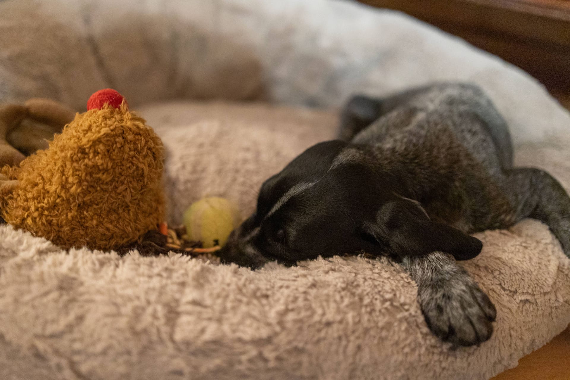 Ein Welpe liegt in einem Hundekorb (Symbolbild): Fünf kleine Hunde warten im Tierheim Burgdorf auf ein neues Zuhause.