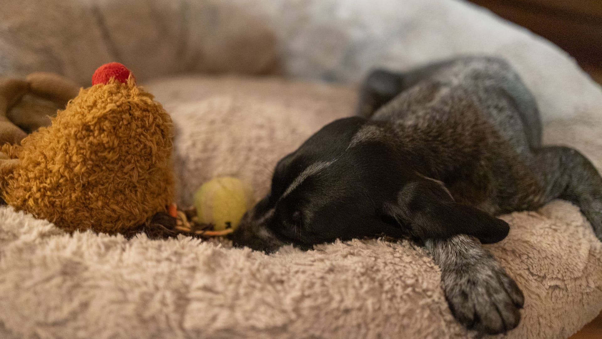 Ein Welpe liegt in einem Hundekorb (Symbolbild): Fünf kleine Hunde warten im Tierheim Burgdorf auf ein neues Zuhause.