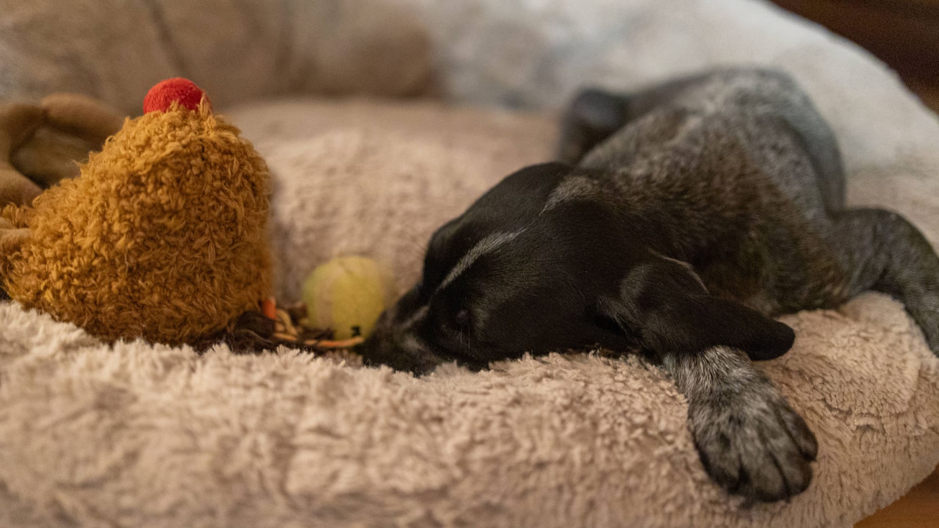 Ein Welpe liegt in einem Hundekorb (Symbolbild): Fünf kleine Hunde warten im Tierheim Burgdorf auf ein neues Zuhause.