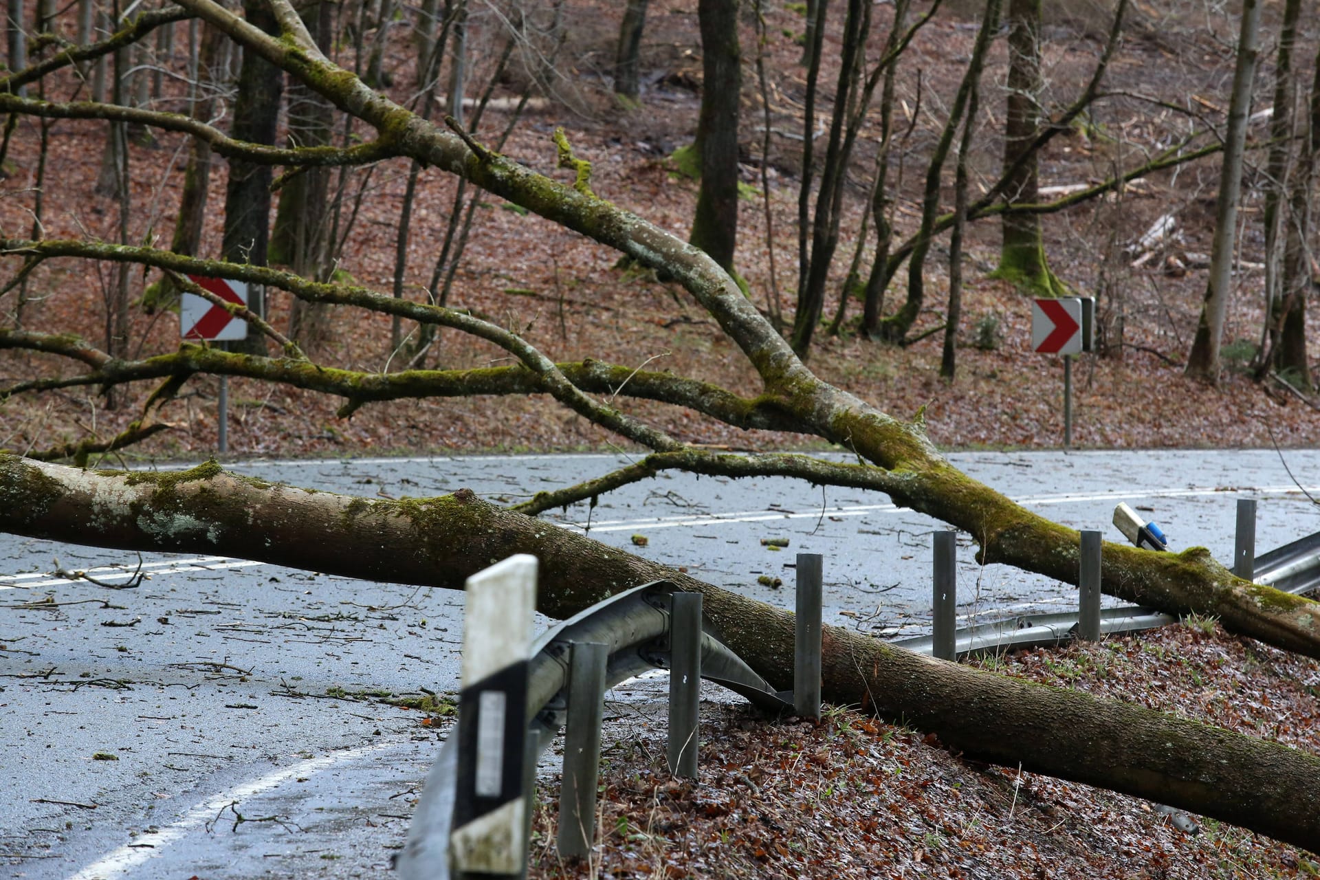 Ein umgekippter Baum auf einer Landstraße (Archivbild): In den kommenden Tagen wird in Köln und der Region ein Orkantief mit starken Regenschauern erwartet.