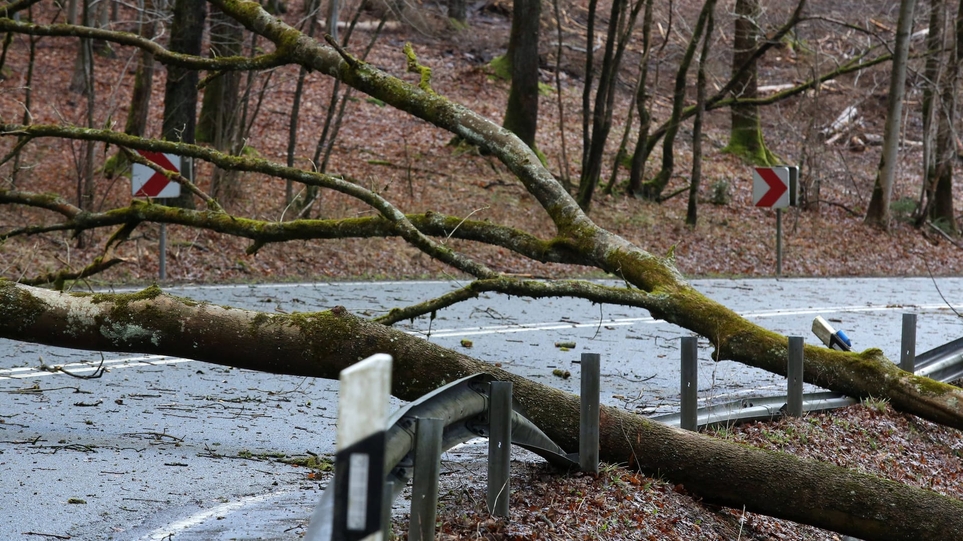 Ein umgekippter Baum auf einer Landstraße (Archivbild): In den kommenden Tagen wird in Köln und der Region ein Orkantief mit starken Regenschauern erwartet.