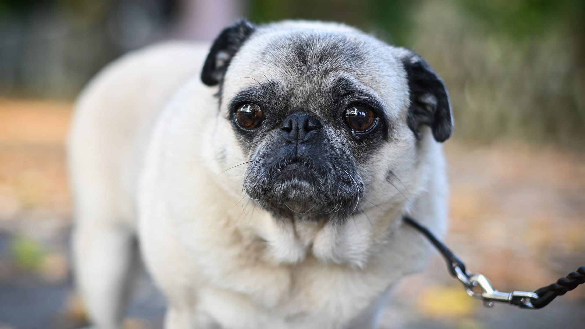 Ein Mops (Symbolbild): Einer der geretteten Hunde war ein Mops, einer eine französische Bulldogge. Die geretteten Welpen waren Kinder dieses Elternpaares.