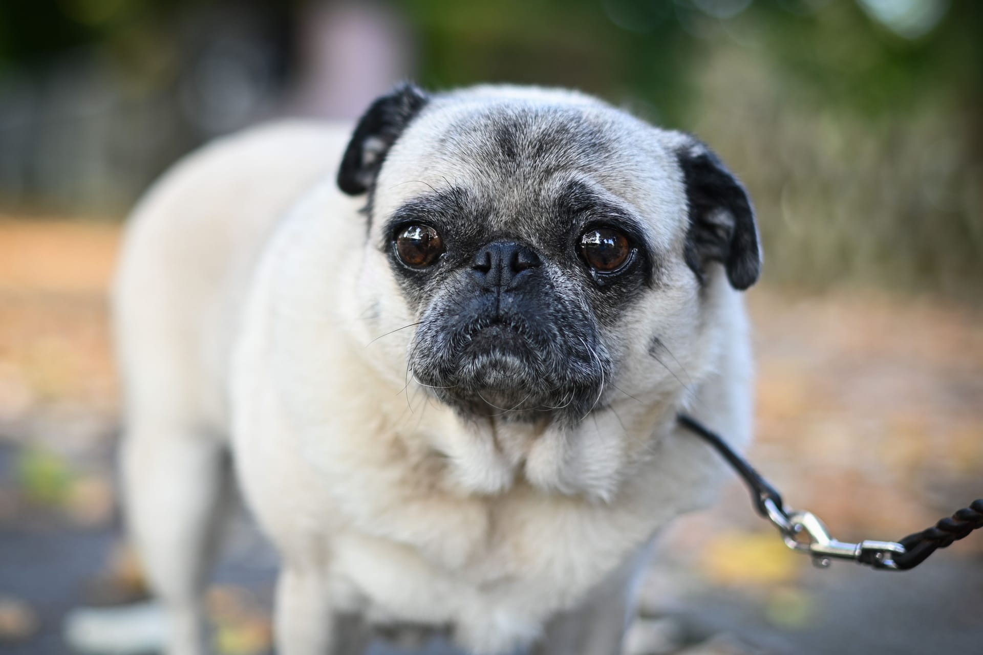 Ein Mops (Symbolbild): Einer der geretteten Hunde war ein Mops, einer eine französische Bulldogge. Die geretteten Welpen waren Kinder dieses Elternpaares.