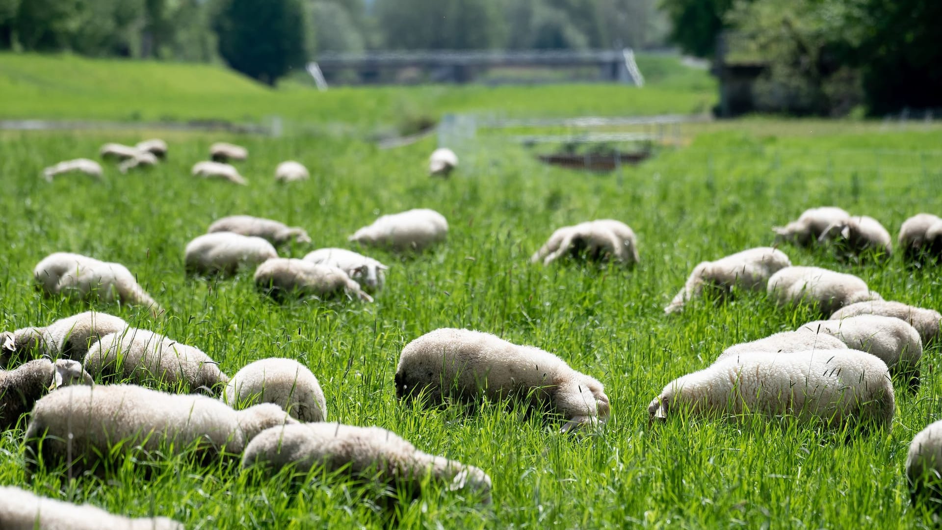 Schafe in der Leineaue