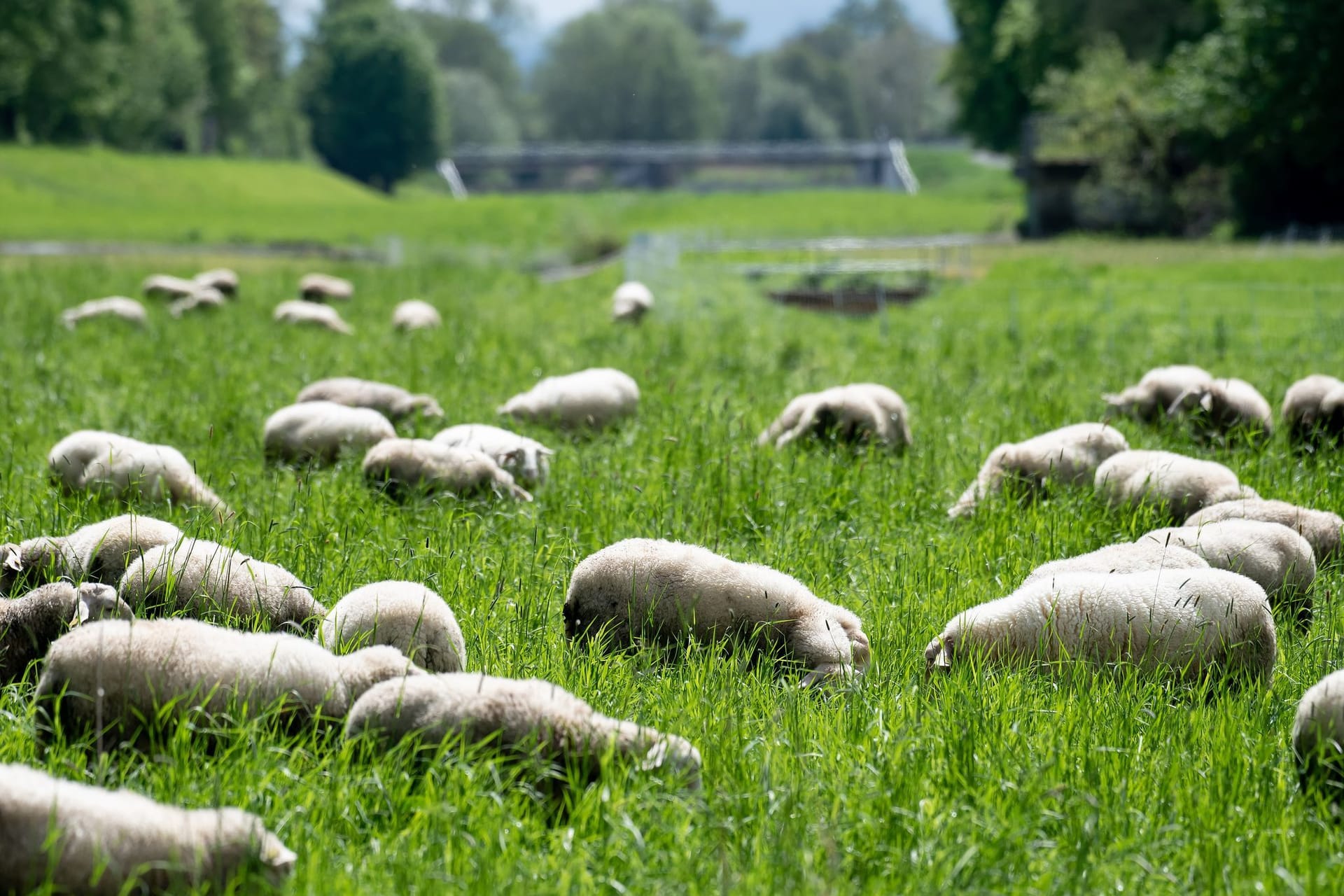 Schafe in der Leineaue