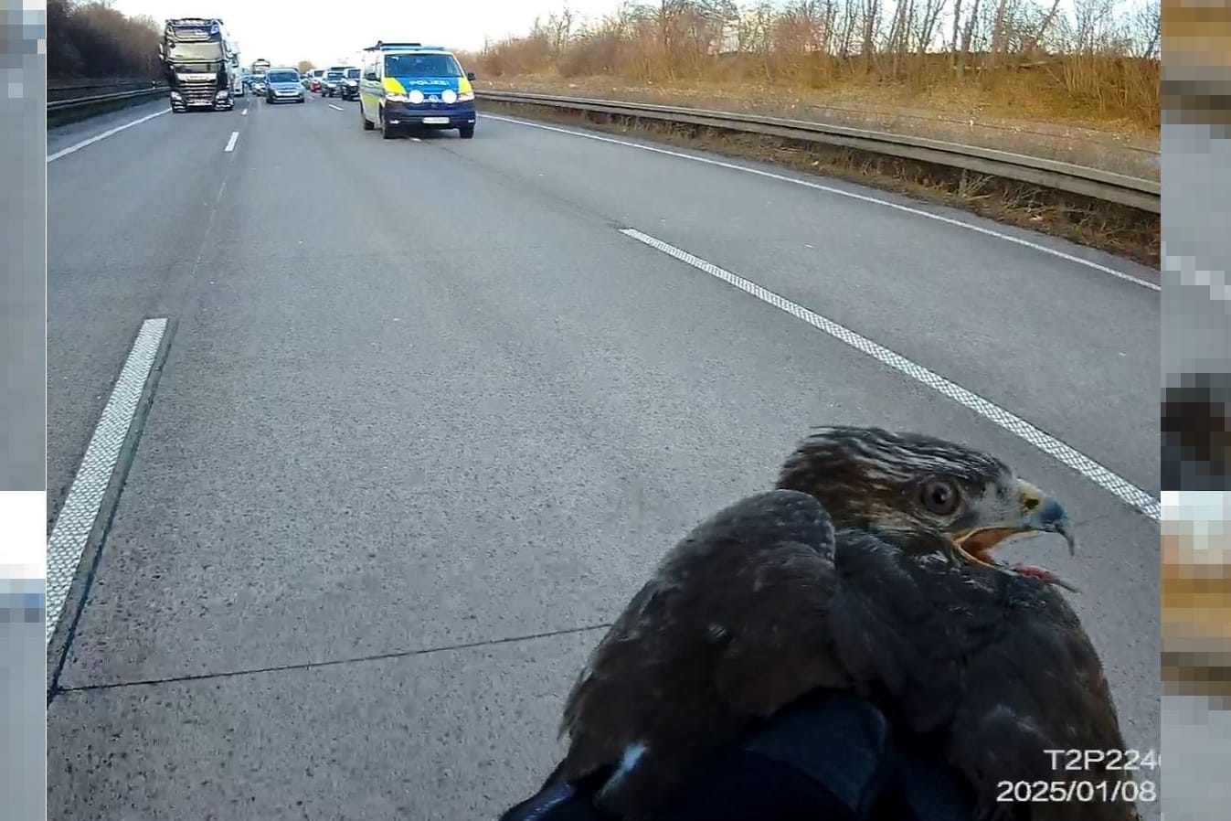 Greifvogel mit Polizeiautos im Hintergrund: Dieses Foto entstand bei der Rettung des Tieres.