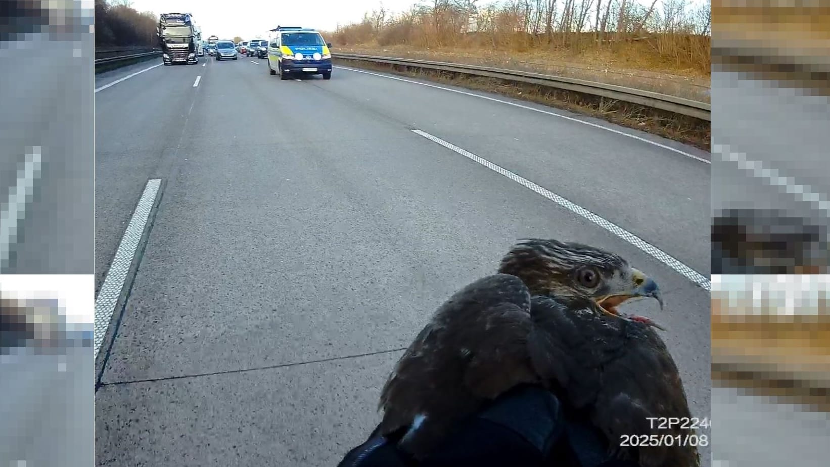 Greifvogel mit Polizeiautos im Hintergrund: Dieses Foto entstand bei der Rettung des Tieres.