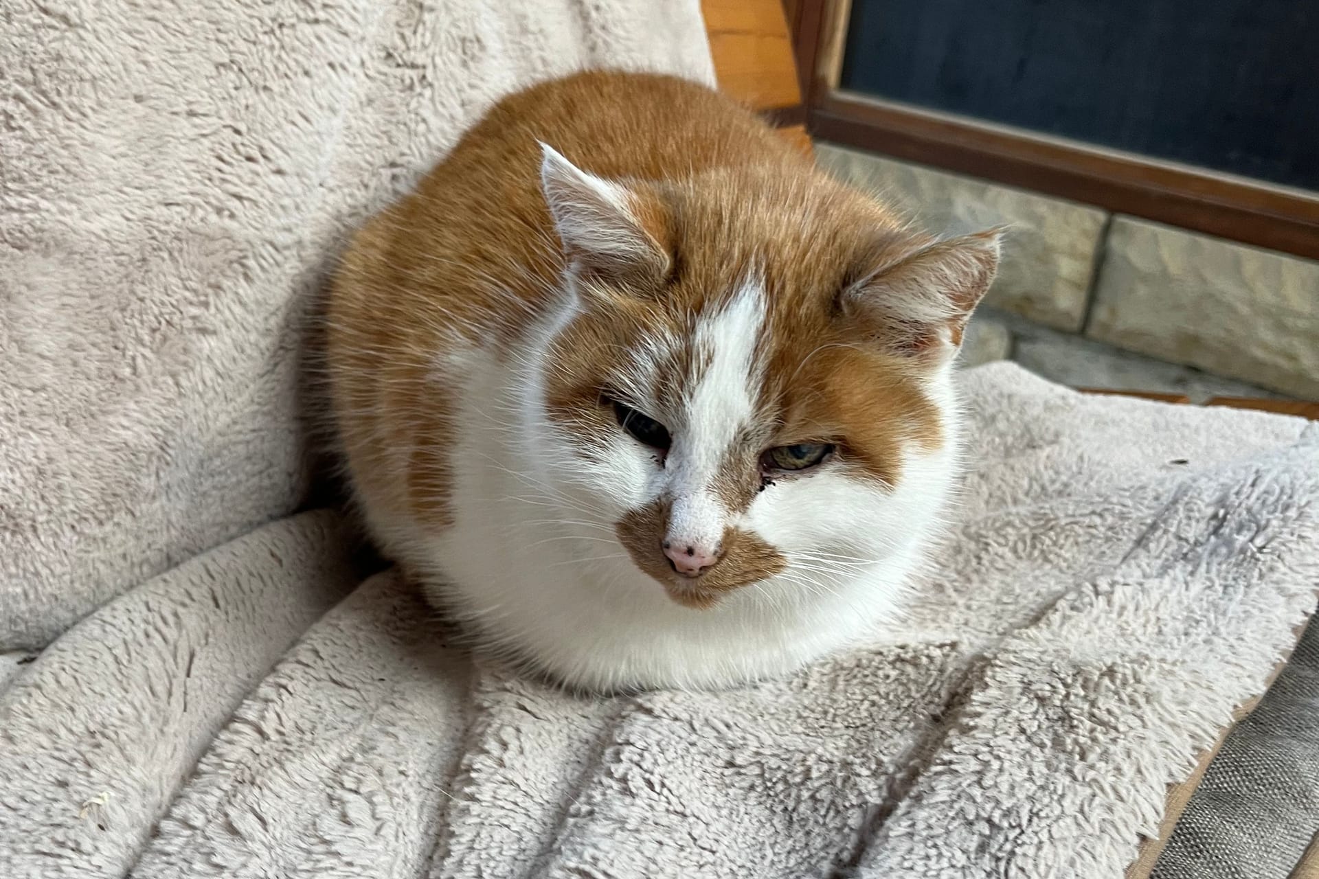 Katze Lucy auf einer Bank im Giraffenhaus deKatze Lucy auf einer Bank im Giraffenhaus des Tiergartens: Sie lebt seit 16 Jahren im Zoo.s Tiergartens: Sie lebt seit 16 Jahren im Zoo.