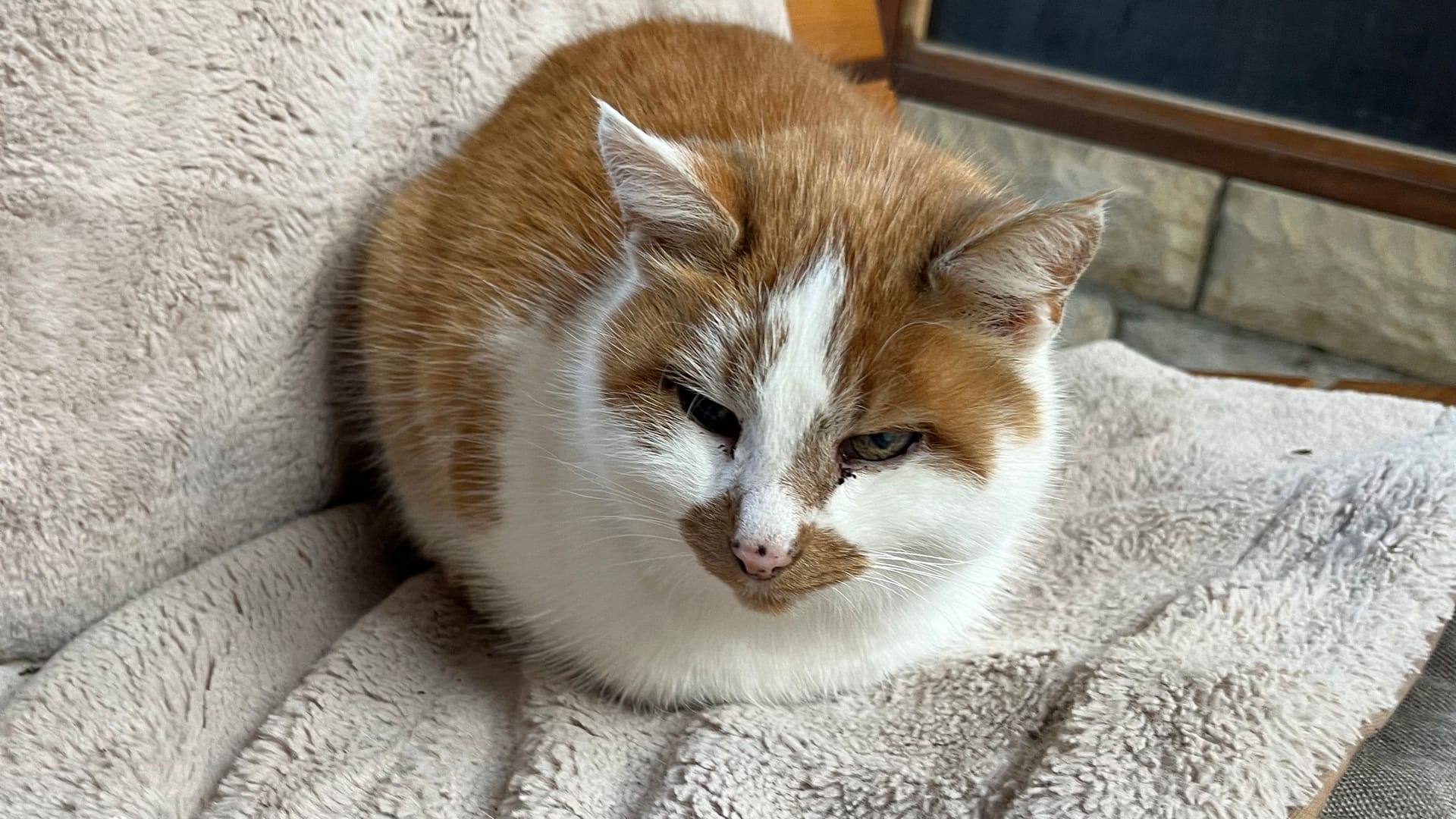 Katze Lucy auf einer Bank im Giraffenhaus deKatze Lucy auf einer Bank im Giraffenhaus des Tiergartens: Sie lebt seit 16 Jahren im Zoo.s Tiergartens: Sie lebt seit 16 Jahren im Zoo.