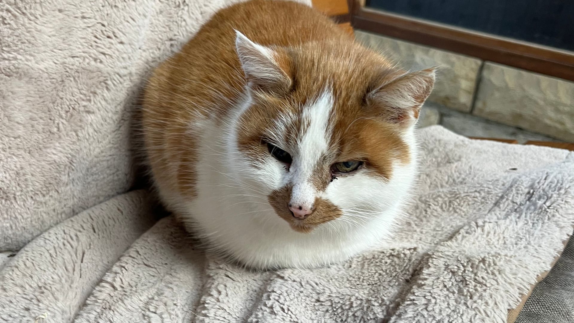 Katze Lucy auf einer Bank im Giraffenhaus deKatze Lucy auf einer Bank im Giraffenhaus des Tiergartens: Sie lebt seit 16 Jahren im Zoo.s Tiergartens: Sie lebt seit 16 Jahren im Zoo.