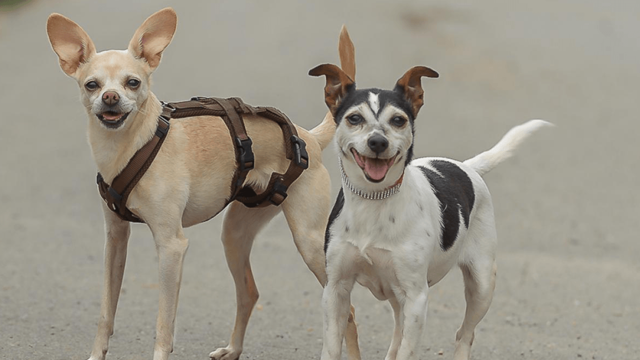 Die Hündinnen Lilly und Maxi aus dem Tierheim Essen: Beide halten nach einem gemeinsamen Zuhause Ausschau.