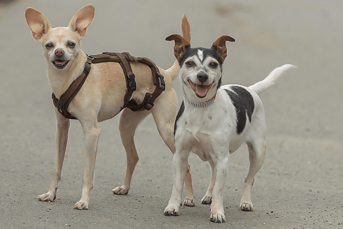 Die Hündinnen Lilly und Maxi aus dem Tierheim Essen: Beide halten nach einem gemeinsamen Zuhause Ausschau.