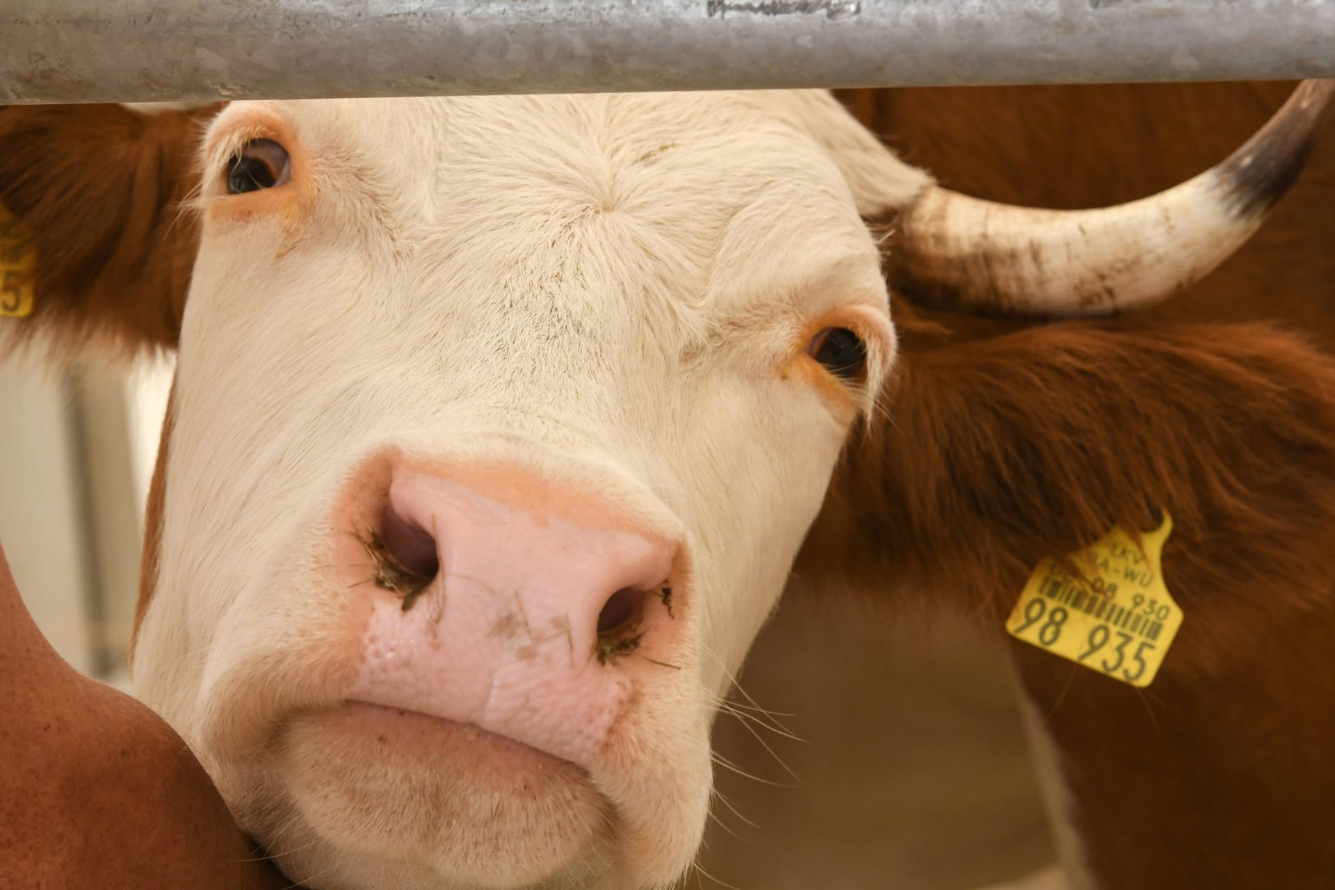 Rind in einem Kuhstall. (Symbolfoto)