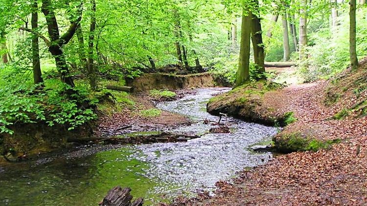 Der Oefter Bach in Essen: Das Gewässer soll in Kürze naturnah ausgebaut werden.