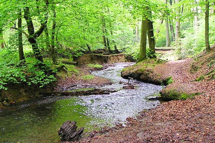 Der Oefter Bach in Essen: Das Gewässer soll in Kürze naturnah ausgebaut werden.