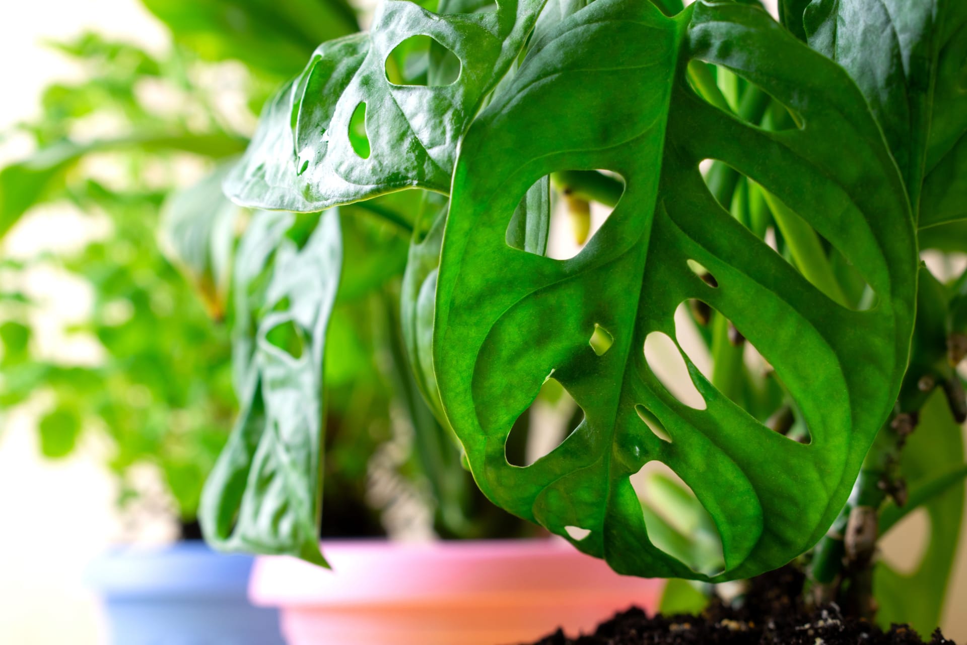 Monstera Monkey Mask houseplant growing on the windowsill. Close-up