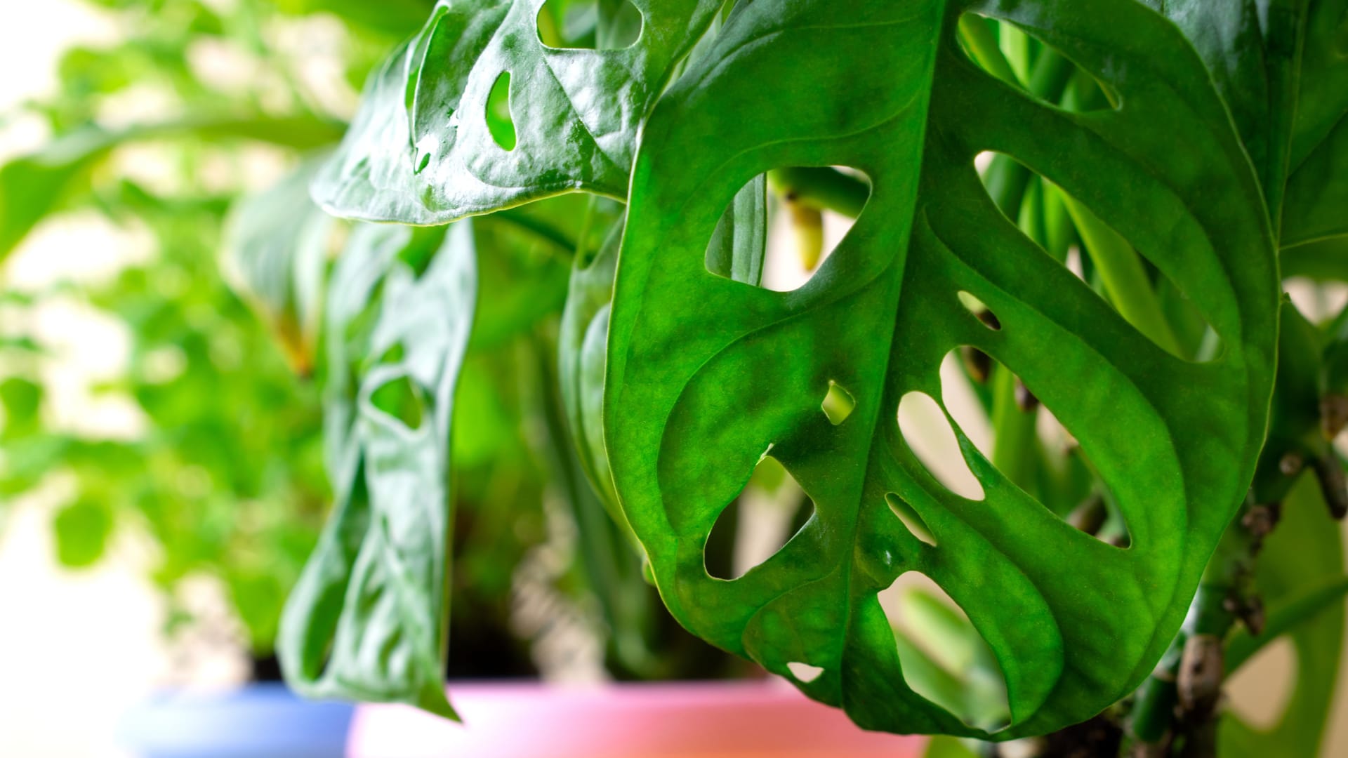 Monstera Monkey Mask houseplant growing on the windowsill. Close-up