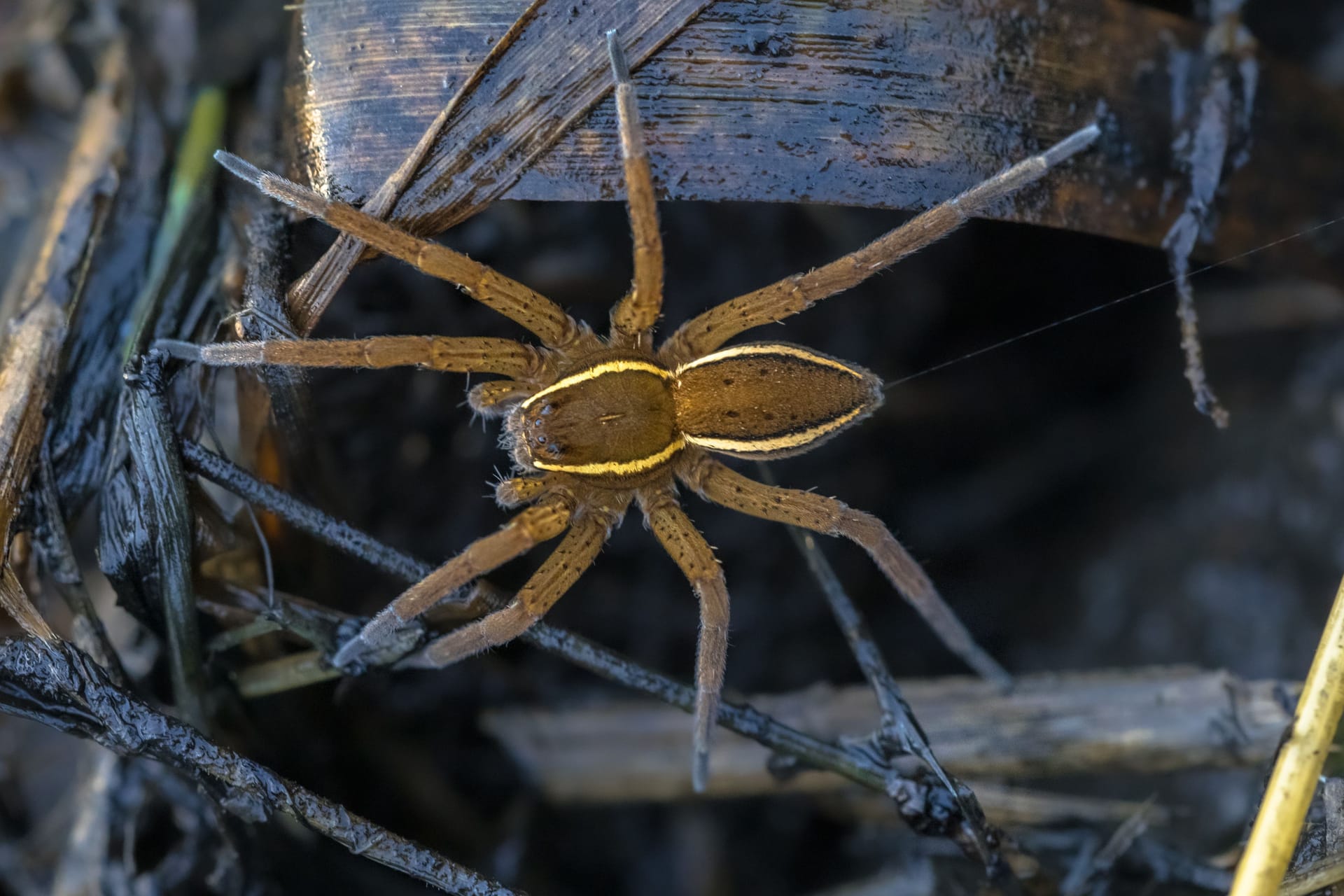 Great raft spider