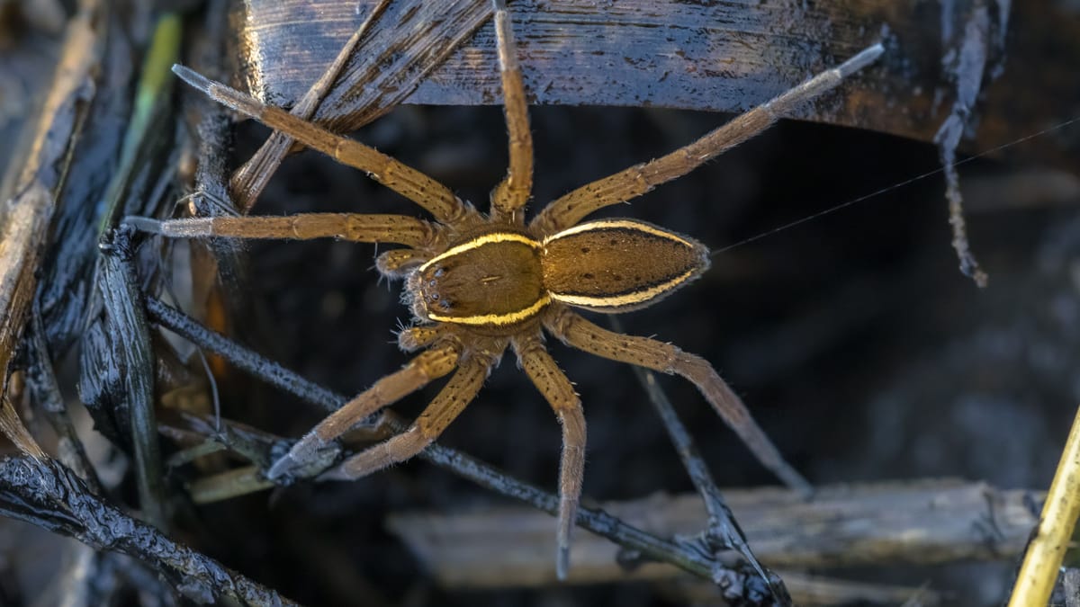 Gerandete Wasserspinne erkennen: Melden Sie Sichtungen für Artenschutz!
