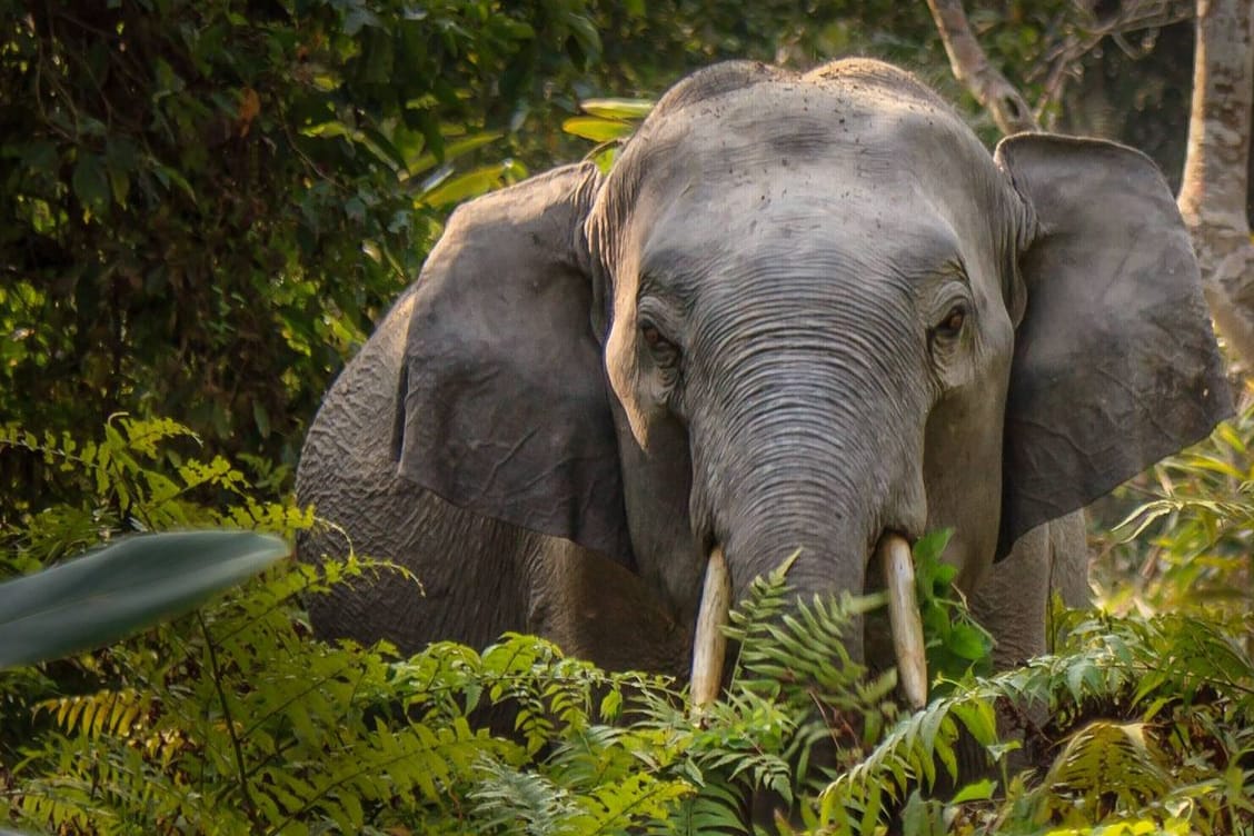 Wilder Elefant in Indien (Symbolbild): Ein Tier griff den Deutschen am Dienstagabend an.