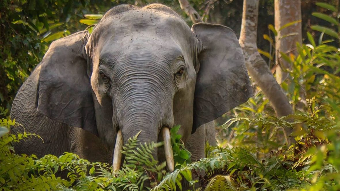 Wilder Elefant in Indien (Symbolbild): Ein Tier griff den Deutschen am Dienstagabend an.