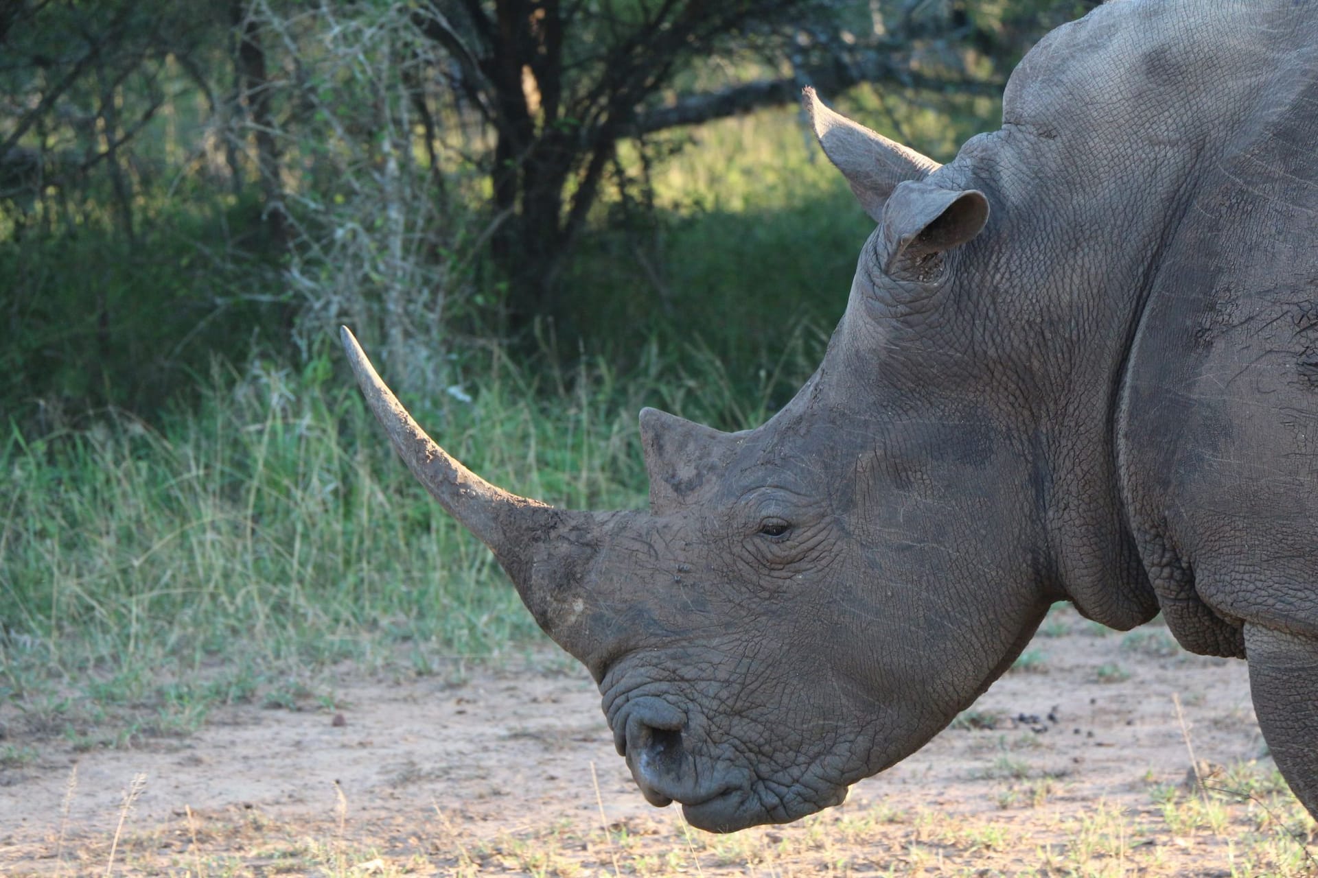 Nashorn im Hlane Royal National Park in Eswatini