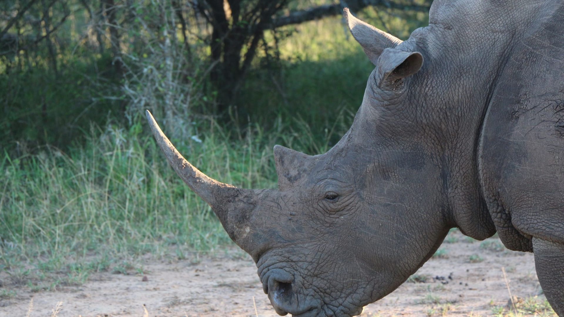 Nashorn im Hlane Royal National Park in Eswatini